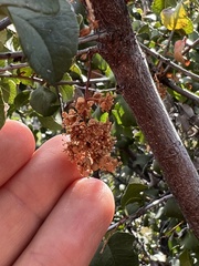 Prunus ilicifolia