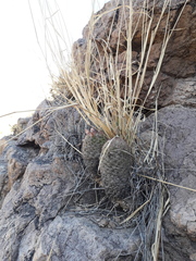 Escobaria chihuahuensis