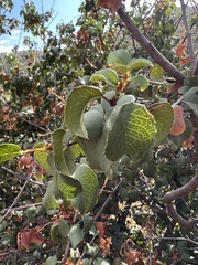 Prunus ilicifolia