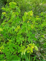 Senna obtusifolia