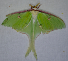 Actias luna