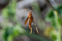 Polistes versicolor