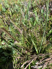 Pedicularis contorta