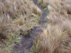 Geospizopsis unicolor