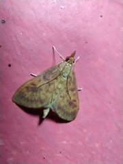 Ostrinia