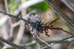 Polistes versicolor