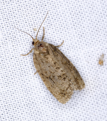 Choristoneura fumiferana