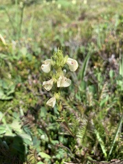 Pedicularis contorta
