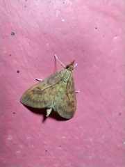 Ostrinia