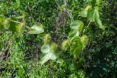 Passiflora vesicaria