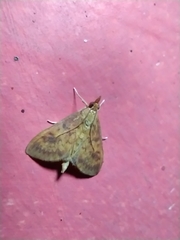 Ostrinia