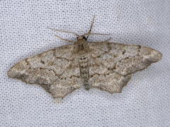 Hypagyrtis