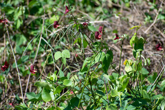 Macroptilium lathyroides
