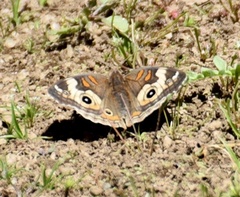 Junonia grisea