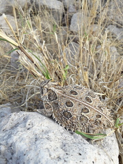 Phrynosoma cornutum