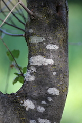 Lecanora hybocarpa