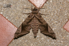 Acosmeryx naga