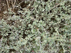 Chenopodium curvispicatum