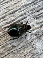 Paranomala cincta