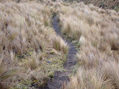 Geospizopsis unicolor