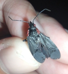 Jadera haematoloma
