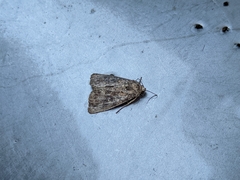 Condica illecta