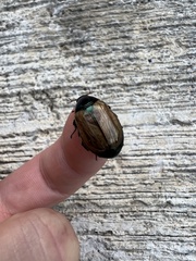 Paranomala cincta