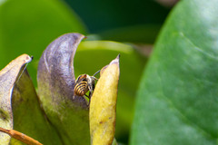 Brachygastra lecheguana