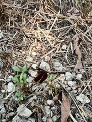 Neurothemis fluctuans