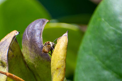 Brachygastra lecheguana