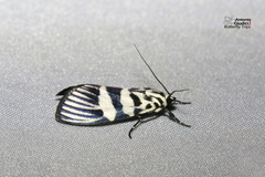 Heortia vitessoides