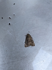 Condica illecta