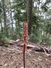 Pterospora andromedea