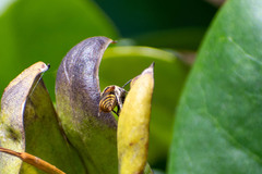 Brachygastra lecheguana