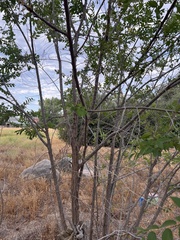 Ulmus