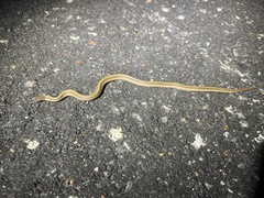 Tropidoclonion lineatum