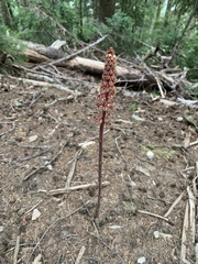 Pterospora andromedea