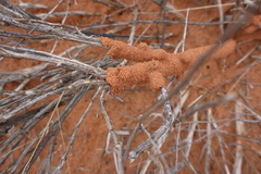 Gnathamitermes