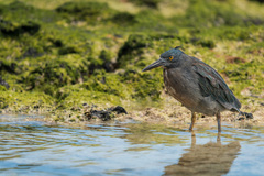 Butorides striata sundevalli