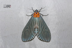 Neochera marmorea