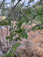 Ulmus