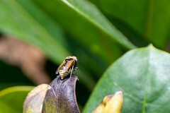 Brachygastra lecheguana