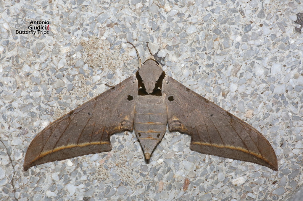 Ambulyx montana
