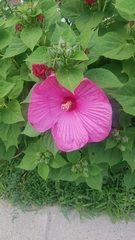 Hibiscus moscheutos