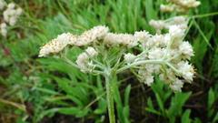 Antennaria anaphaloides