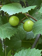 Vitis rotundifolia