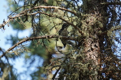 Picoides dorsalis