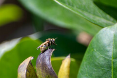 Brachygastra lecheguana