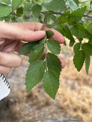 Ulmus