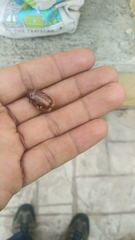 Phyllophaga